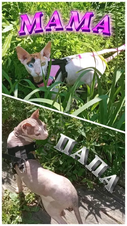 Котята донского сфинкса