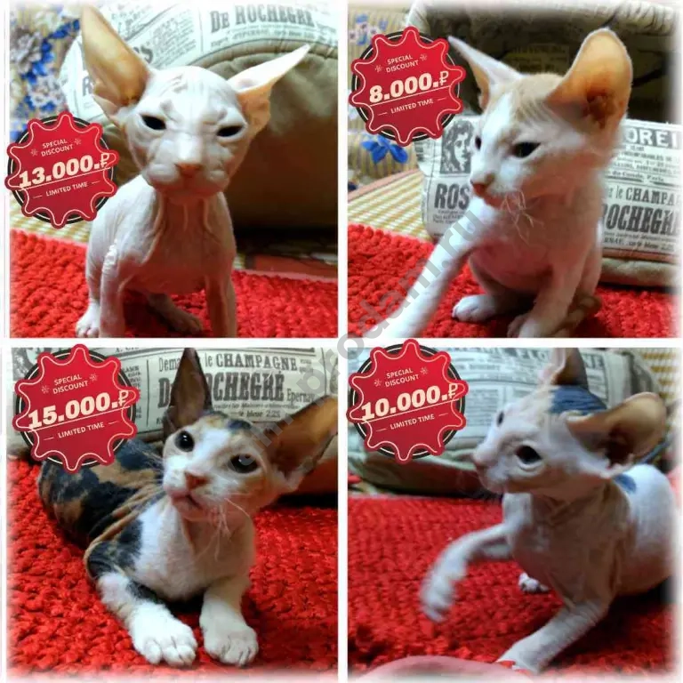 Котята донского сфинкса