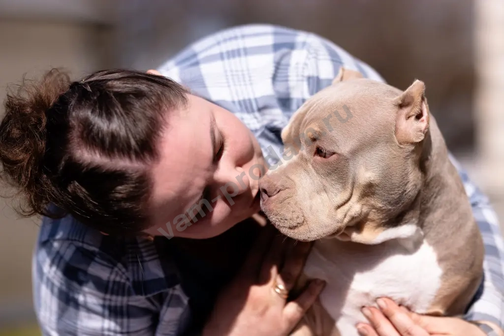 Американский булли