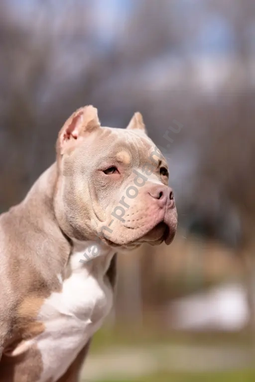 Американский булли