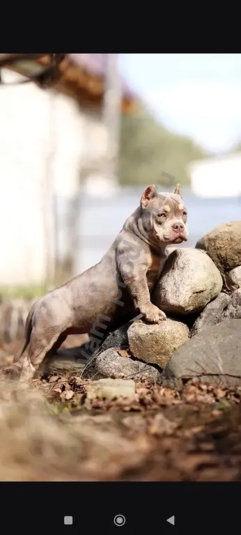 Американский булли