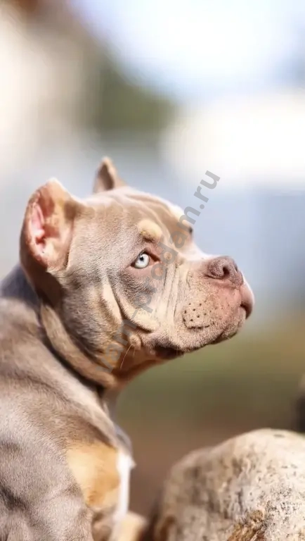 Американский булли