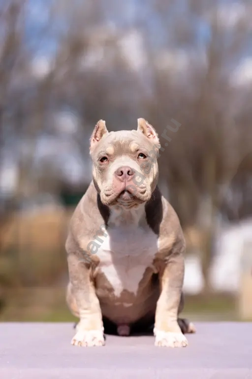 Американский булли