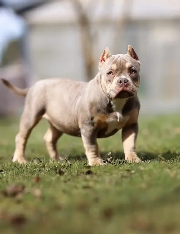 Американский булли