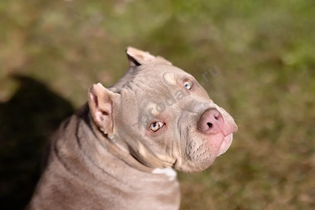 Американский булли