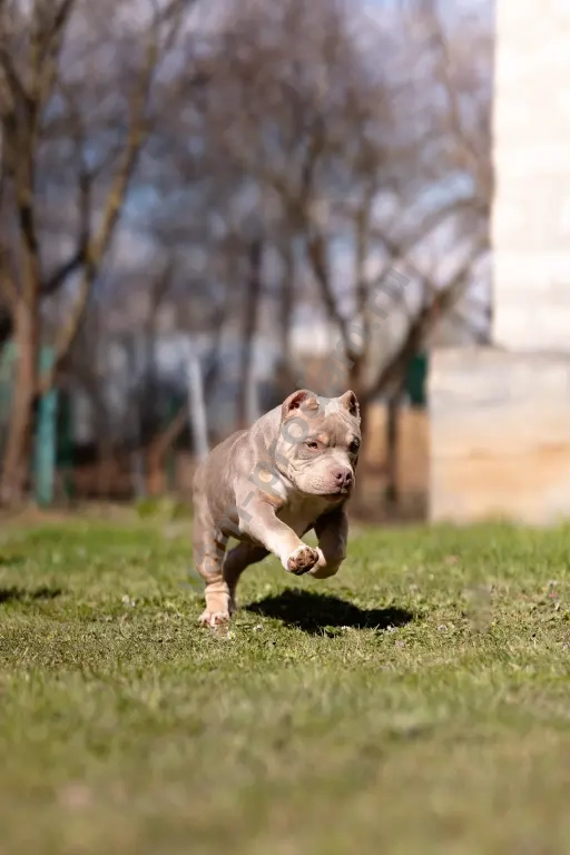 Американский булли