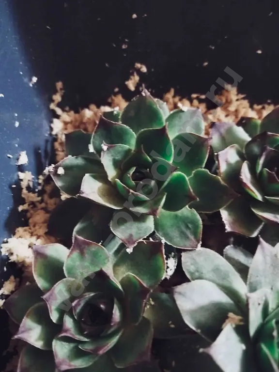 Молодило каменная роза.