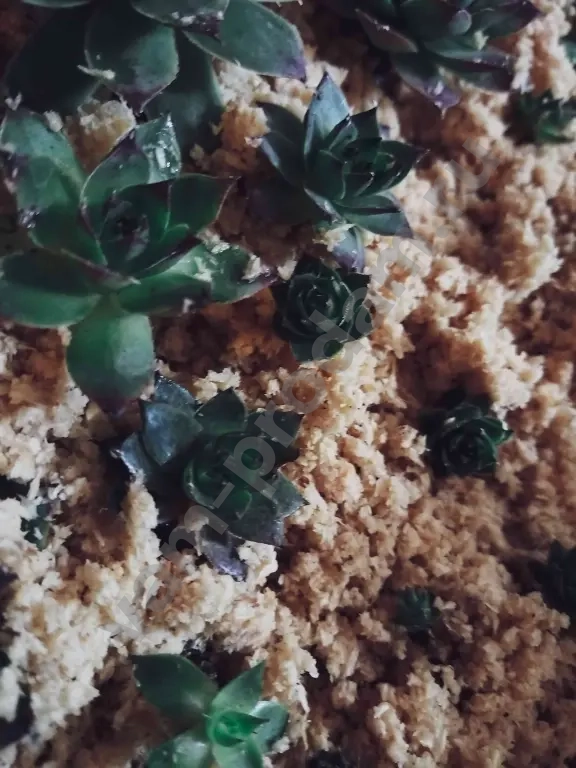 Молодило каменная роза.