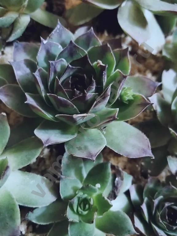 Молодило каменная роза.