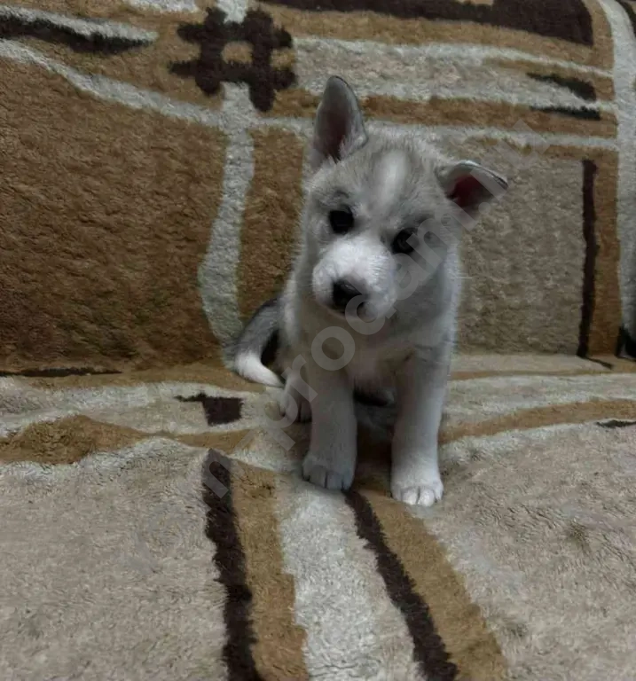 Щенки чистокровной Сибирской хаски