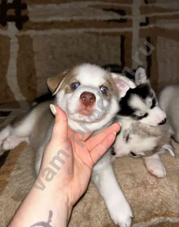 Щенки чистокровной Сибирской хаски