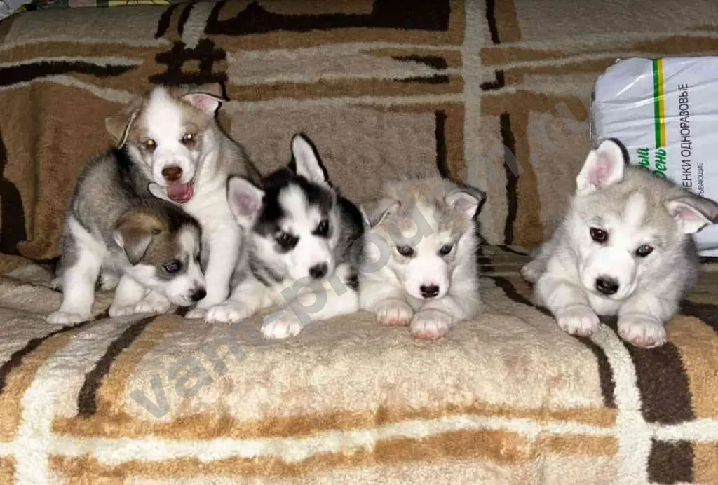 Щенки чистокровной Сибирской хаски