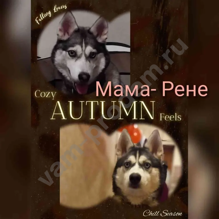 Щенки чистокровной Сибирской хаски