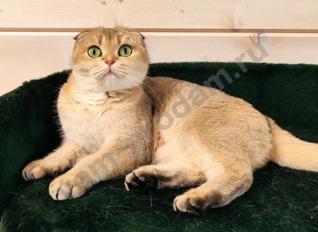 вислоухая кошка