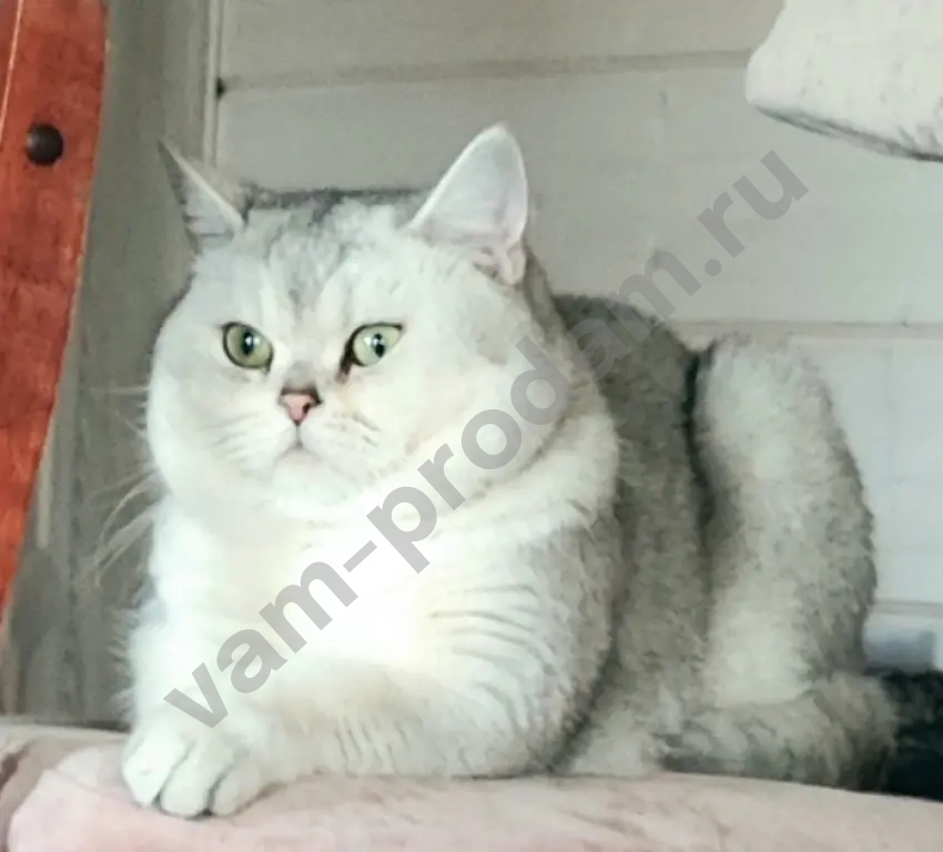 Чистопородные шотландские котята золотого окраса