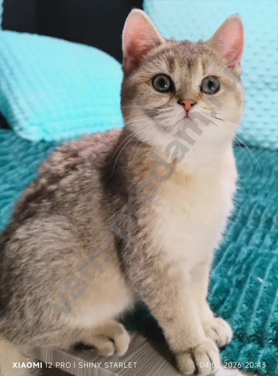 Чистопородные шотландские котята золотого окраса