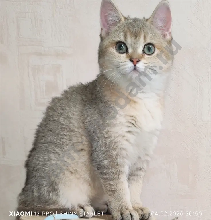 Чистопородные шотландские котята золотого окраса