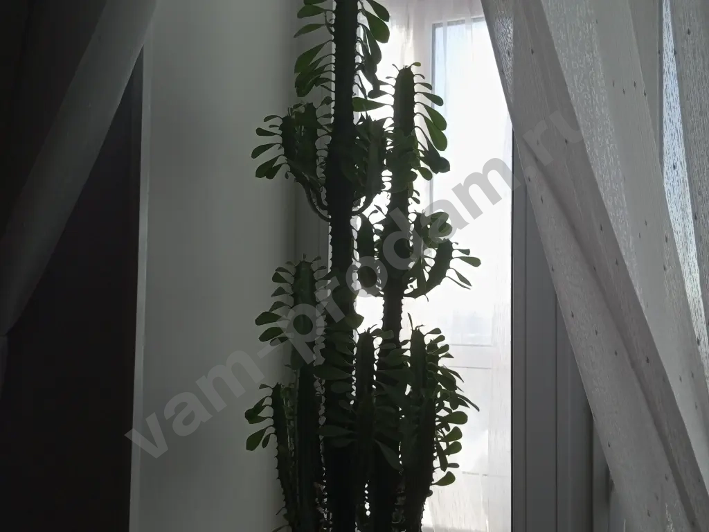 кактус молочай трёхгранный