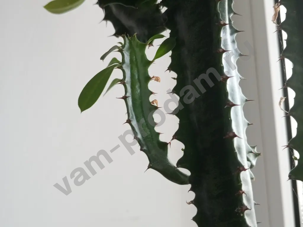 кактус молочай трёхгранный