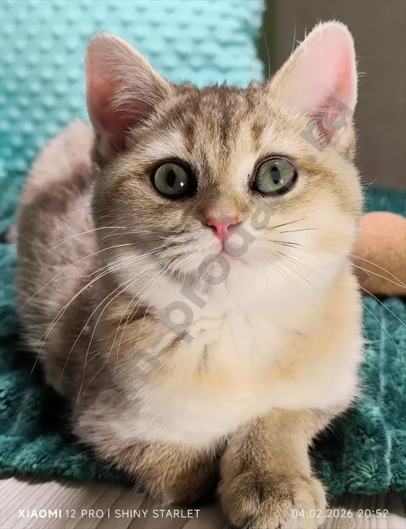 Чистопородные шотландские котята золотого окраса