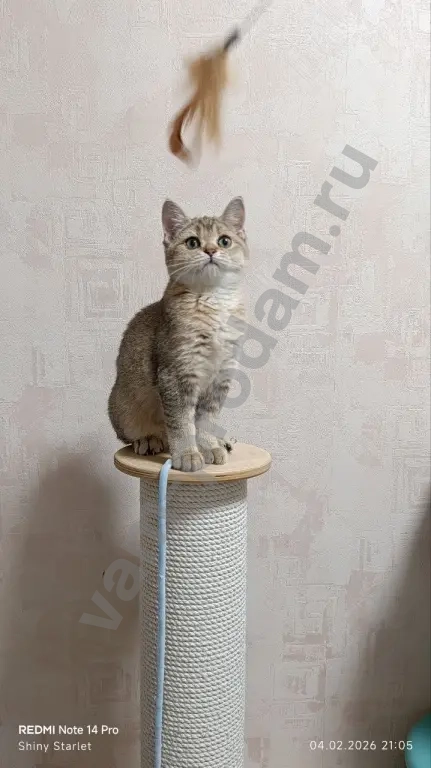 Чистопородные шотландские котята золотого окраса