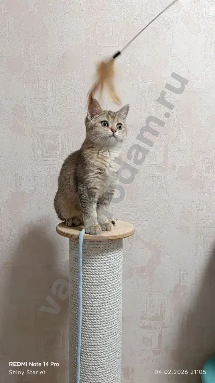 Чистопородные шотландские котята золотого окраса