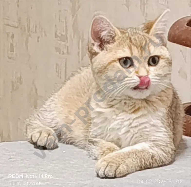 Чистопородные шотландские котята золотого окраса