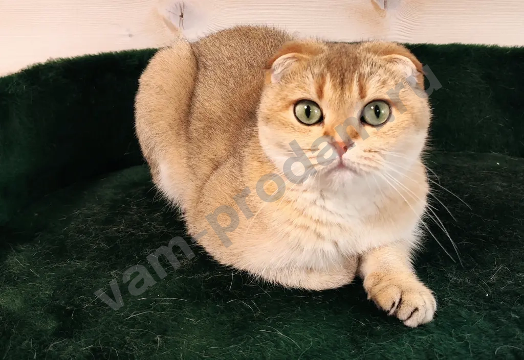 вислоухая кошка