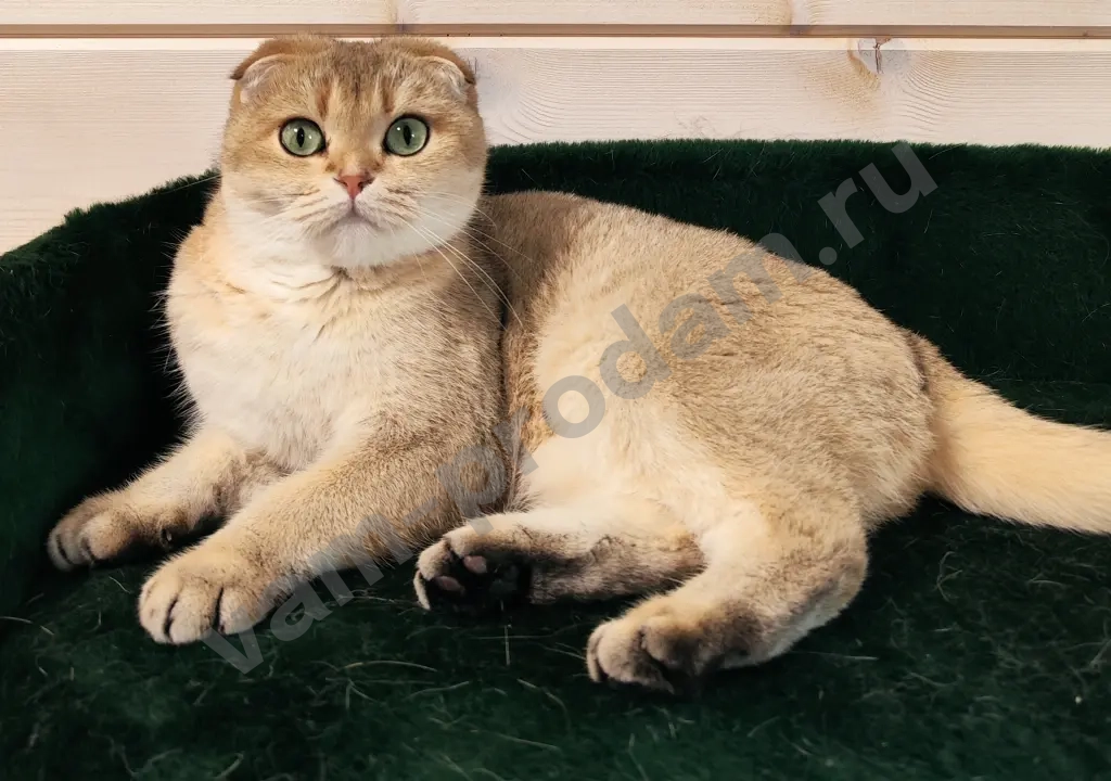 вислоухая кошка