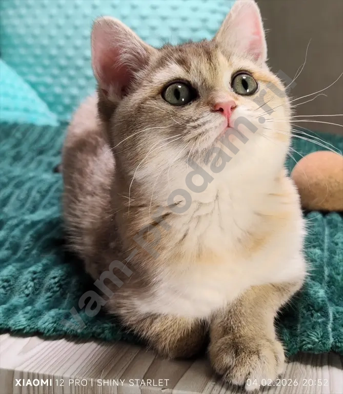 Чистопородные шотландские котята золотого окраса