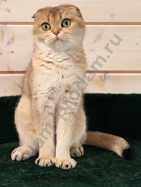 вислоухая кошка