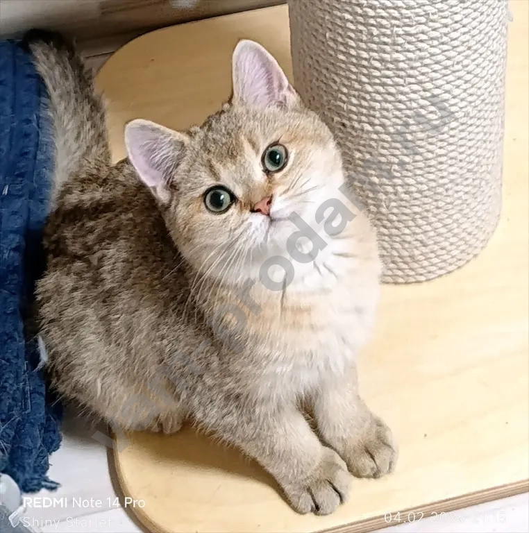 Чистопородные шотландские котята золотого окраса