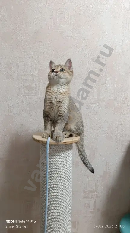 Чистопородные шотландские котята золотого окраса