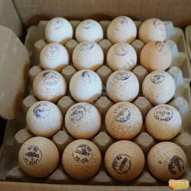 инкубационное яйцо