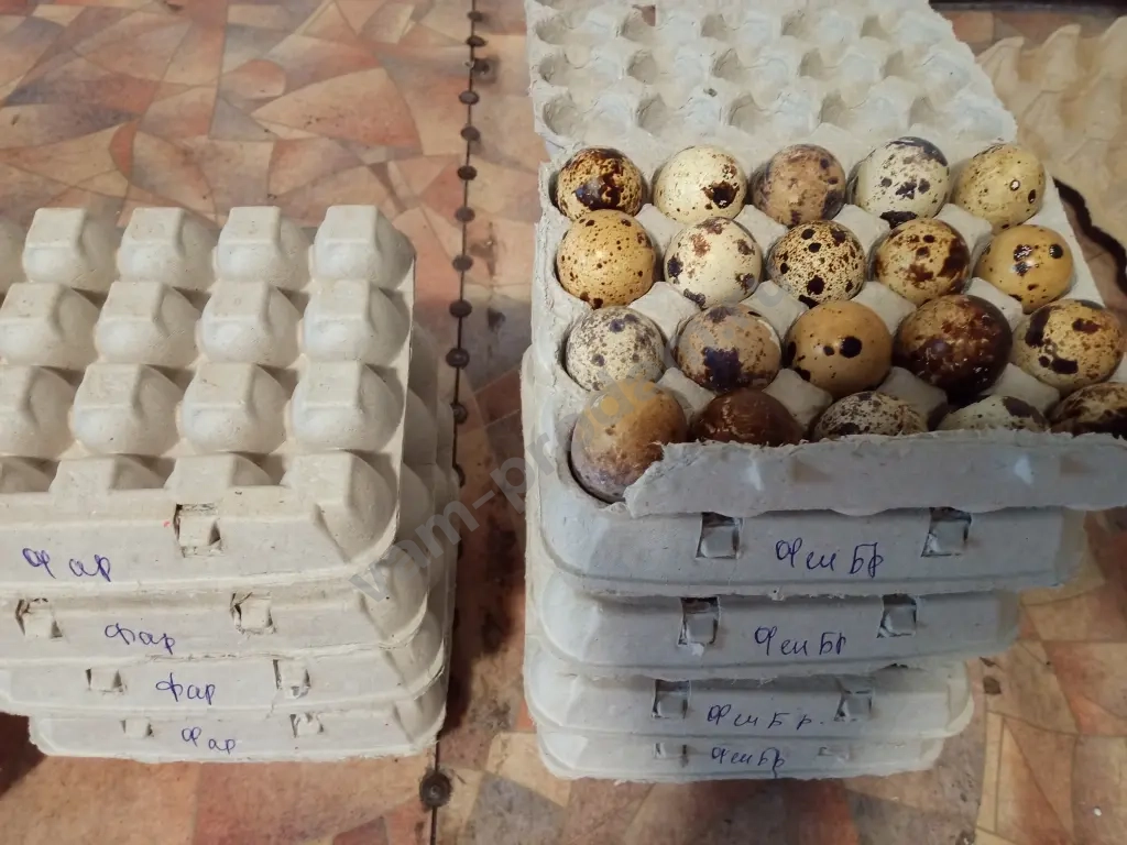 инкубационное яйцо