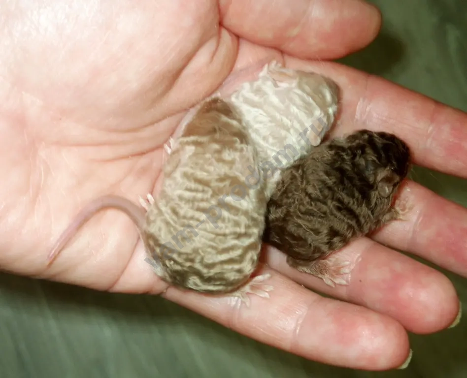 Декоративные мышата рекс