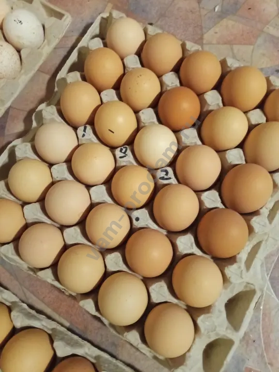 инкубационное яйцо