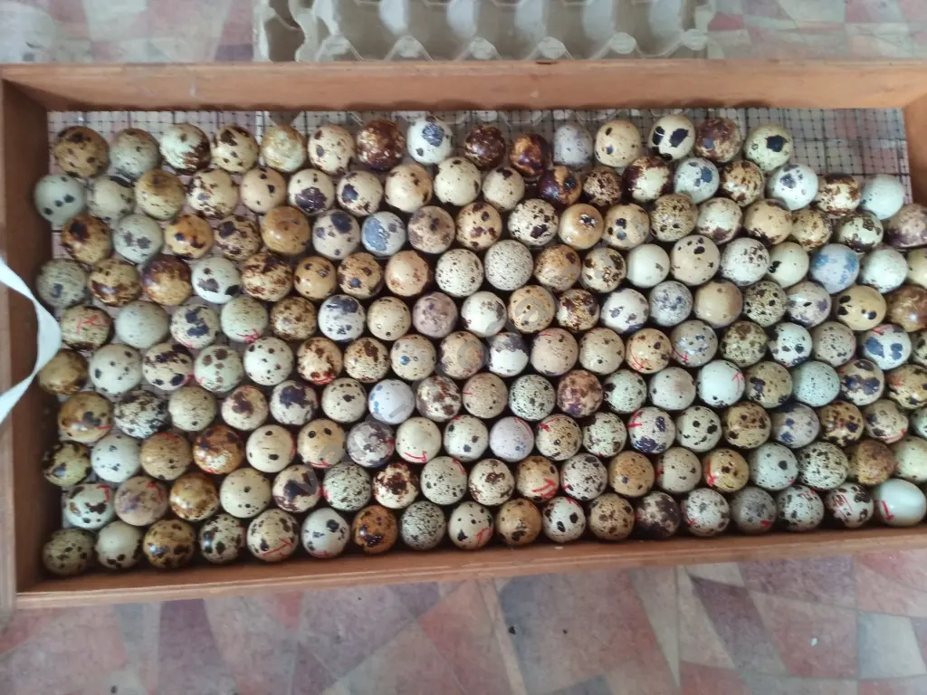 инкубационное яйцо