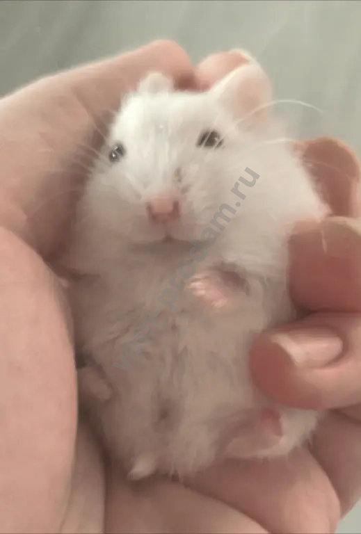 Джунгарские хомячки