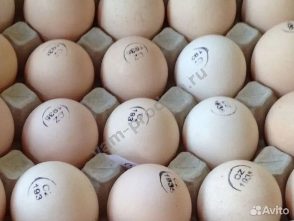 инкубационное яйцо