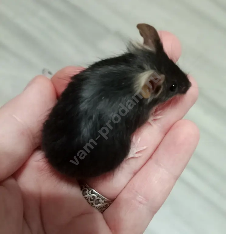 Декоративные мышата рекс