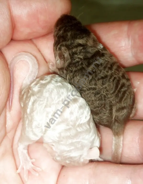 Декоративные мышата рекс