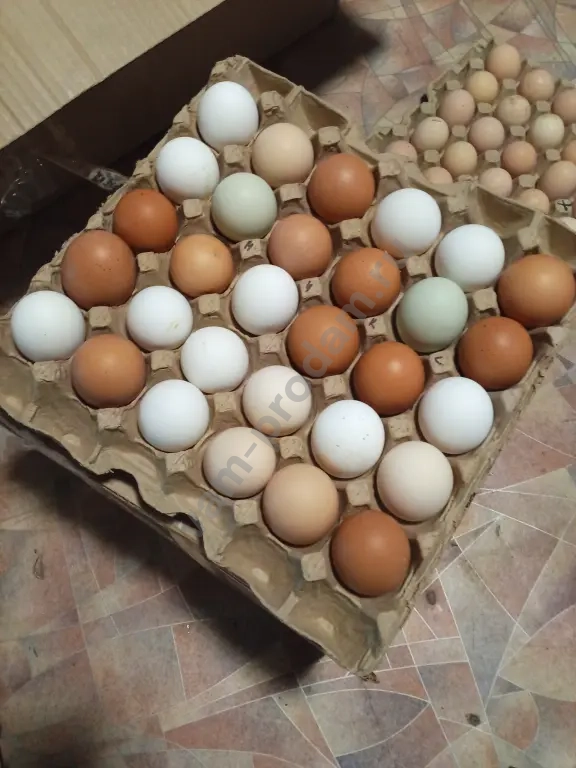 инкубационное яйцо