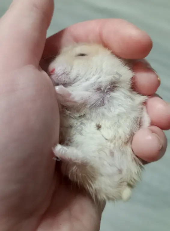 Джунгарские хомячки