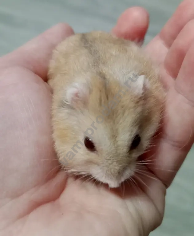 Джунгарские хомячки