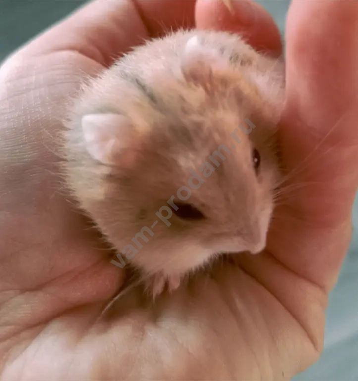 Джунгарские хомячки