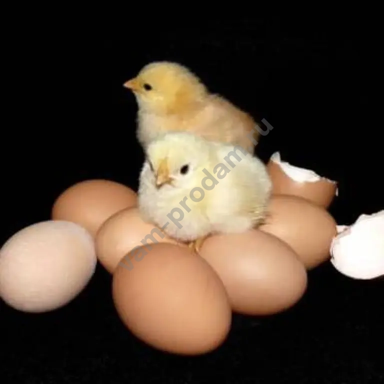 инкубационное яйцо