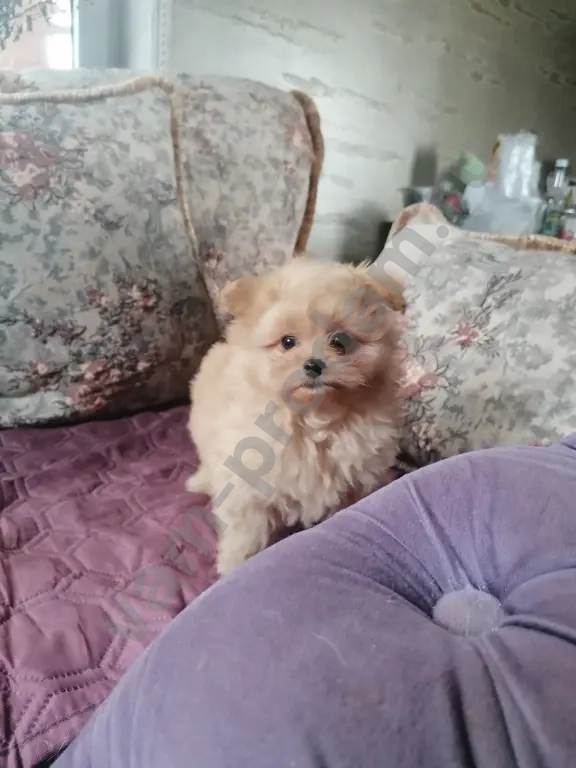 Мальтипу девочки и мальчики.