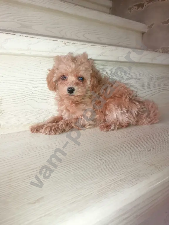 Мальтипу девочки и мальчики.