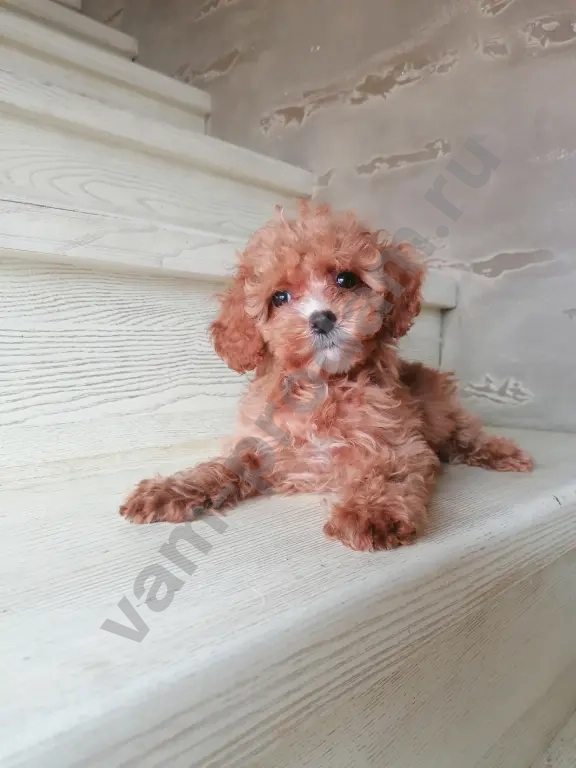 Мальтипу девочки и мальчики.